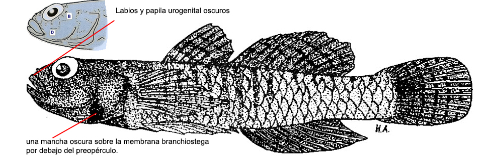 Corcyrogobius liechtensteini_01